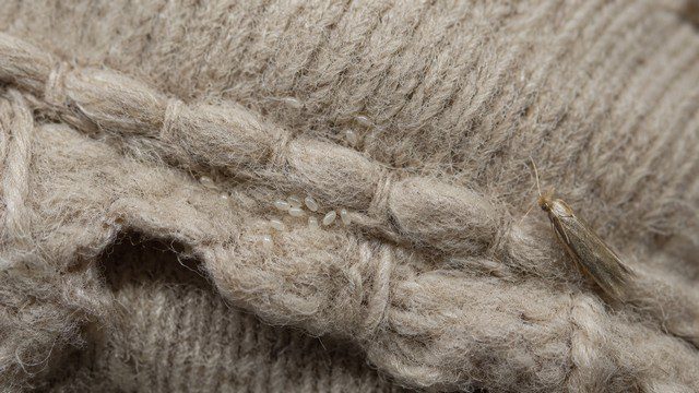 Œufs de mites textiles