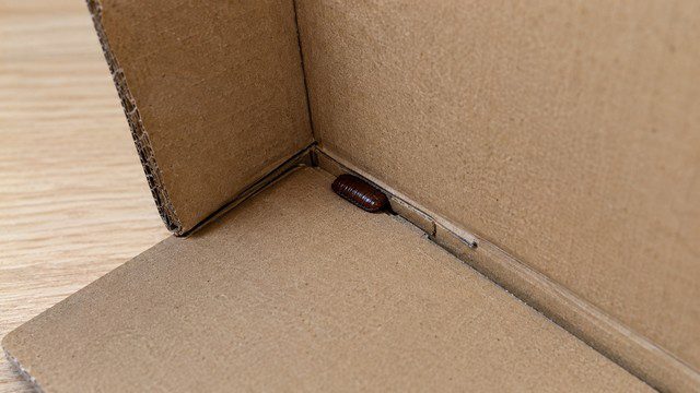 Oothèque dans un carton de livraison