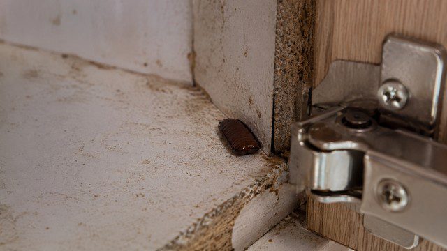 Oothèque dans une charnière de meuble de cuisine
