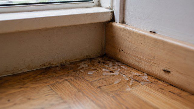 Où trouve-t-on des termites volantes dans une habitation