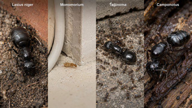 Reines de fourmis en France