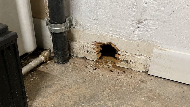 Trou de rat dans la maison