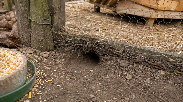 Trou de rat dans un poulailler