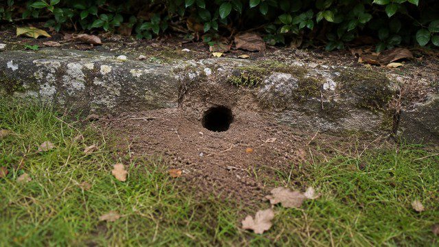 Trou de rat