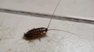 bébé cafard