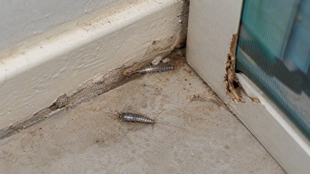 infestation de poissons d'argent
