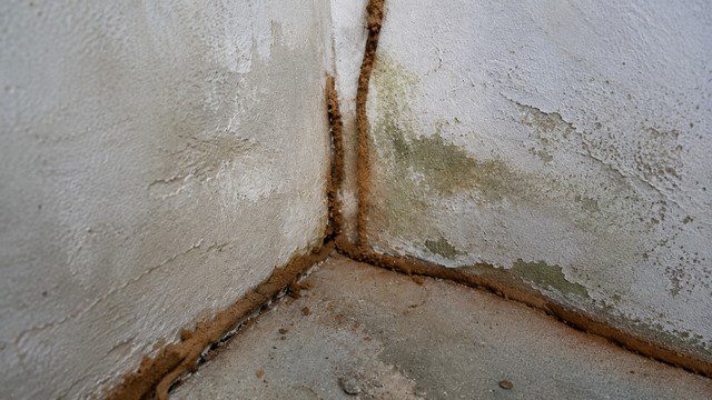 nid souterrain