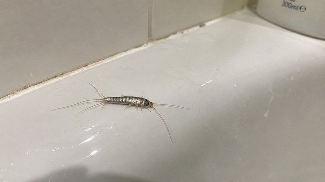 poisson d'argent sur le rebord du lavabo