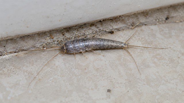 poisson d'argent