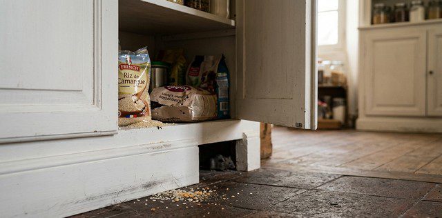 que mangent les souris dans les murs