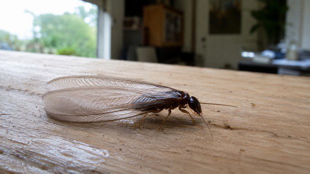 termite volante