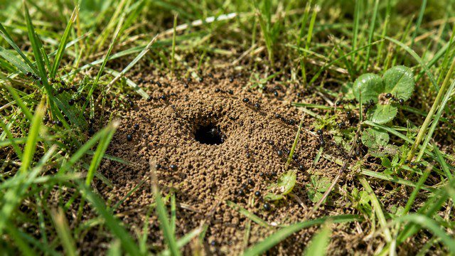 Nid de fourmis dans une pelouse