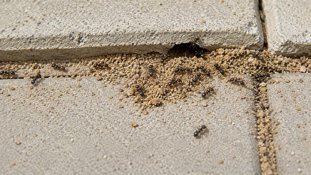 Nid de fourmis sous une dalle de terrasse