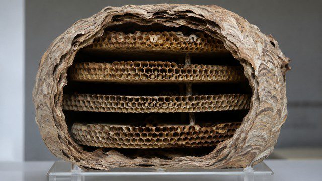 Architecture intérieure d'un nid de frelon asiatique