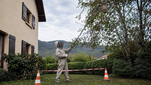 Entreprise de destruction de nids de guêpes et de frelons en Auvergne-Rhône-Alpes