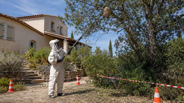 Entreprise de destruction de nids de guêpes et de frelons en Provence-Alpes-Côte d’Azur