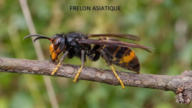 Frelon asiatique