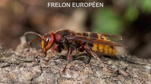 Frelon européen