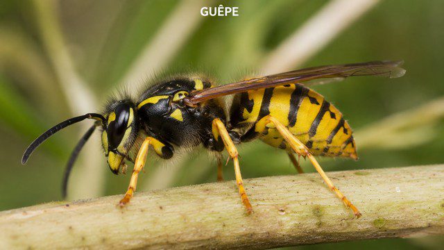Guêpe