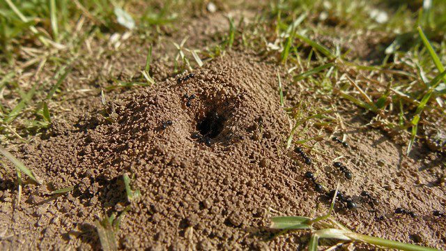 Nid de fourmis