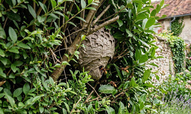 Nid de frelon caché dans une haie dense