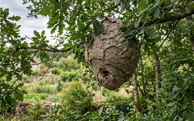 Nid de frelon dans un arbre en hauteur