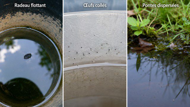Radeaux flottants, œufs collés et pontes dispersées