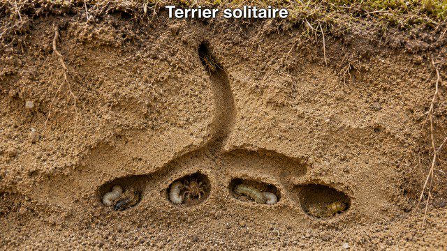 Terrier solitaire