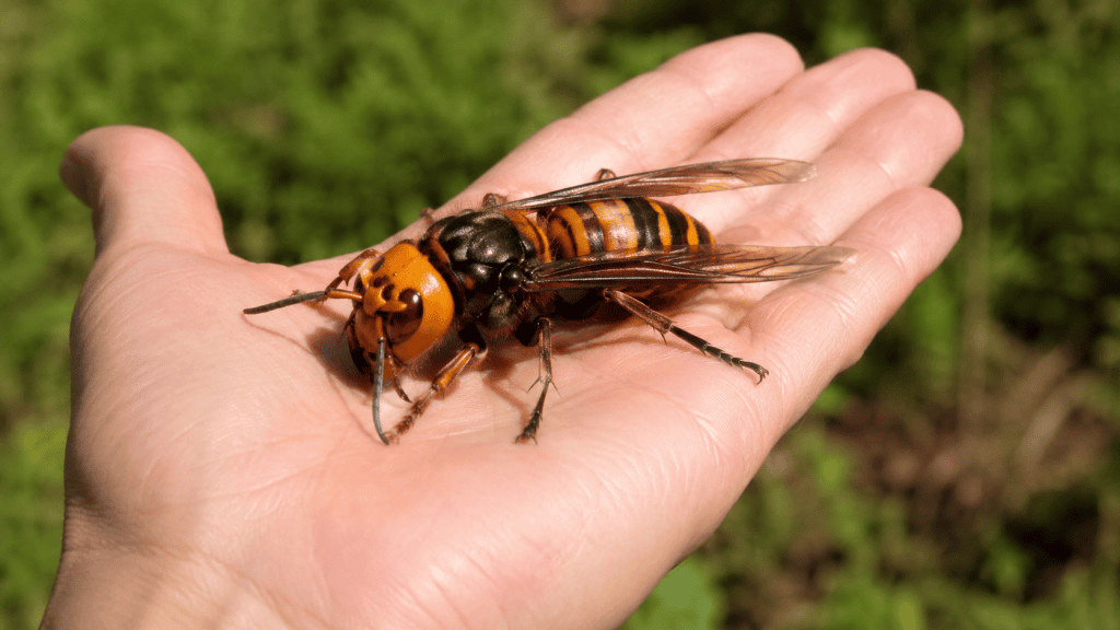 à quoi ressemble un frelon géant
