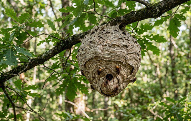 à quoi ressemble un nid de frelon