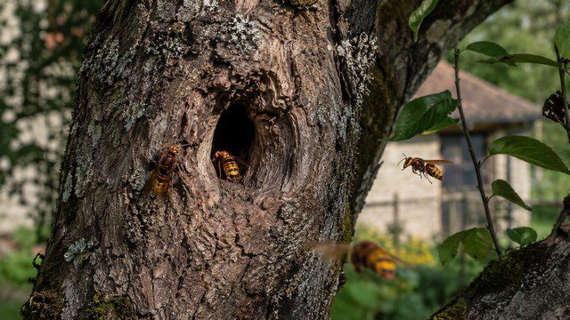 nid de frelon européen dans une cavité