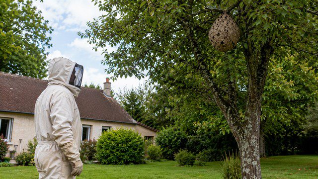 Entreprise de destruction de nids de guêpes et de frelons asiatiques en Centre-Val de Loire