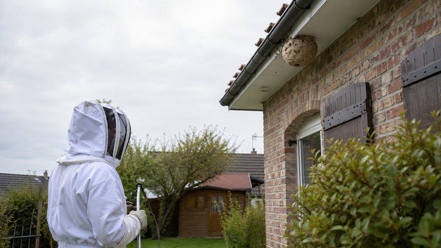 Entreprise de destruction de nids de guêpes et de frelons dans les Hauts-de-France