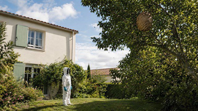 Entreprise de destruction de nids de guêpes et de frelons en Nouvelle-Aquitaine