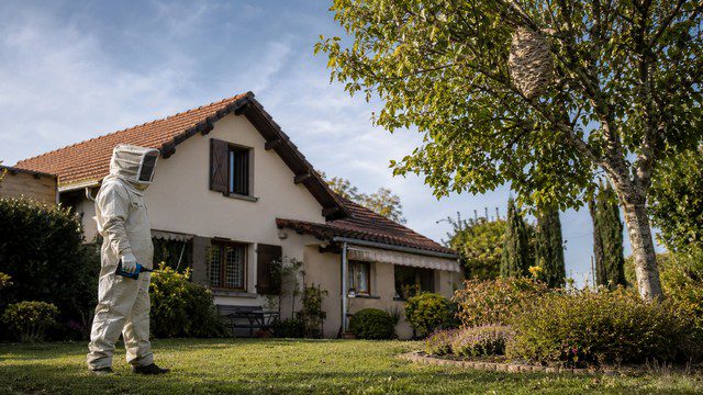 Entreprise de destruction de nids de guêpes et frelons dans le Grand Est