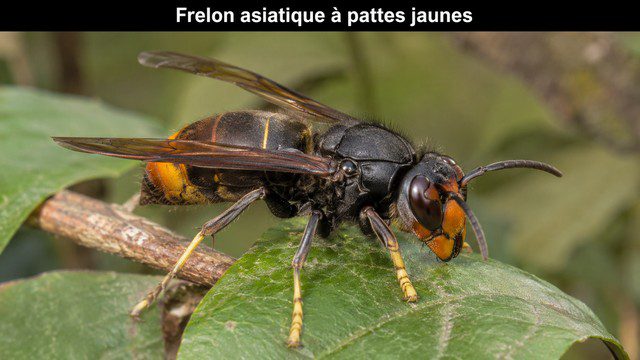 Frelon asiatique