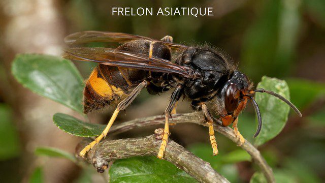 Frelon asiatique
