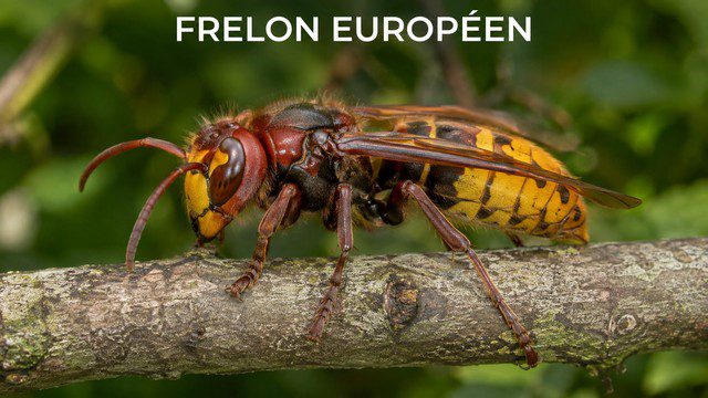 Frelon européen