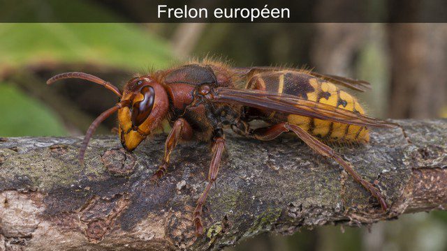 Frelon européen