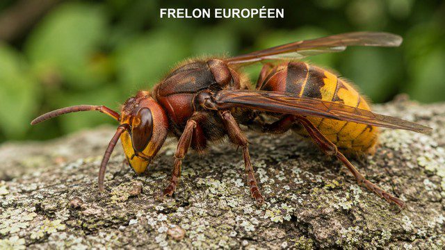 Frelon européen