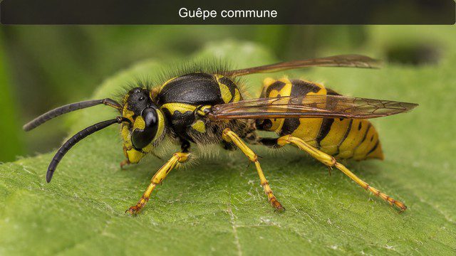 Guêpe commune