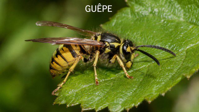 Guêpe