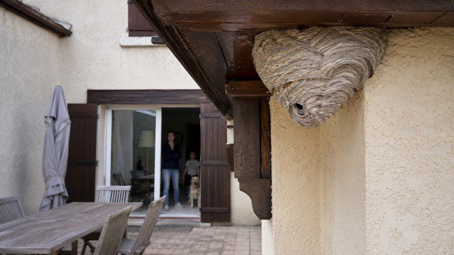 Que faire immédiatement en présence d’un nid de guêpes ou de frelons
