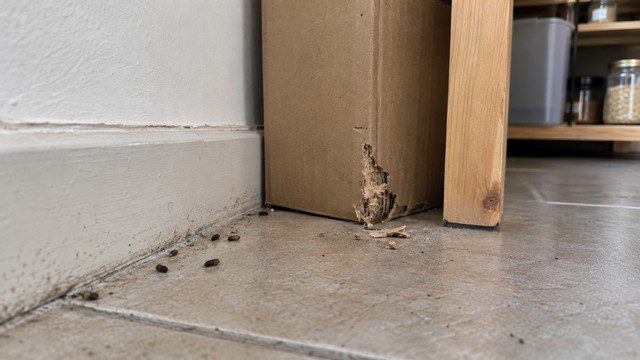 signes infestation de souris
