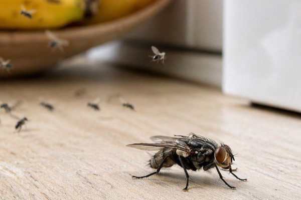 mouches & moucherons